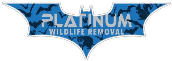 Springfield Wildlife Removal